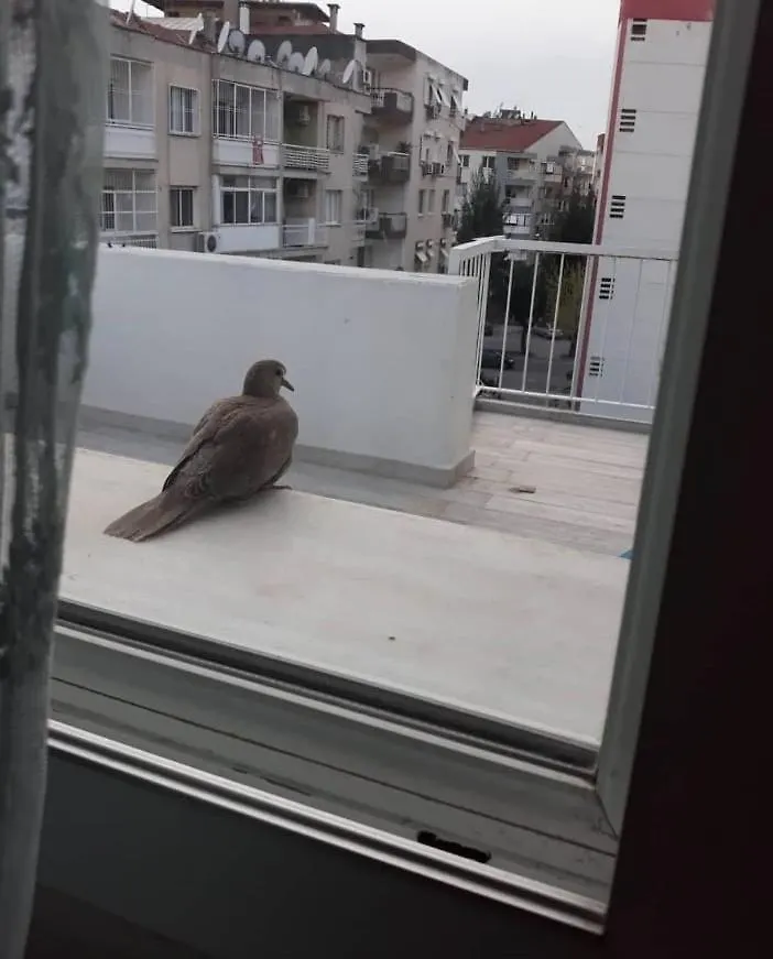 Zuebeyde Hanim Homes Izmir